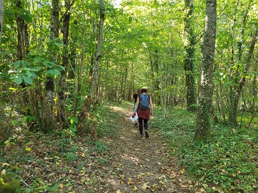 Waldweg bei Cause de Clerans