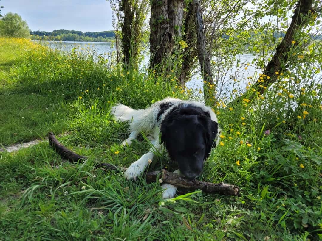 Mit Hund am Lac de Lescourou