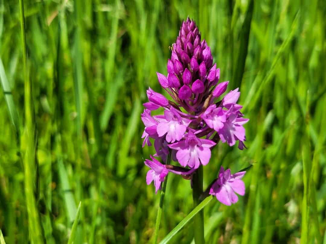 Orchidee am Lac de Lescourou