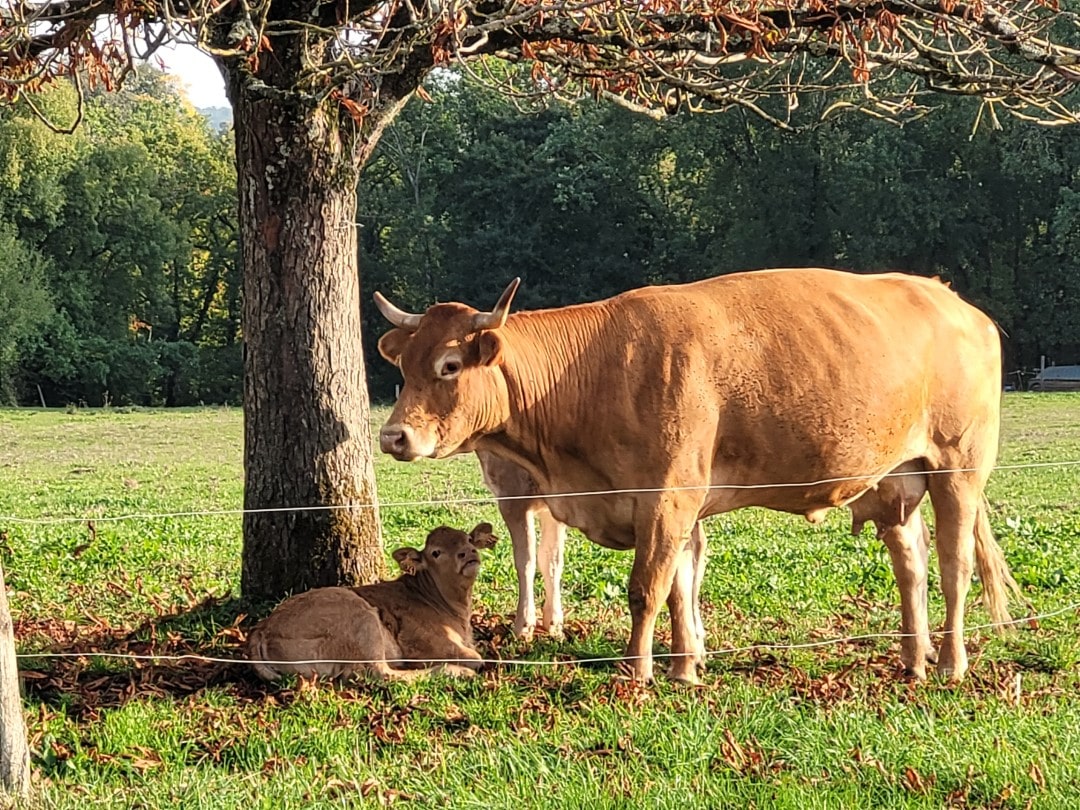 Limousin-Kuh der Bierbrauerei L'Effrontad' im Périgord