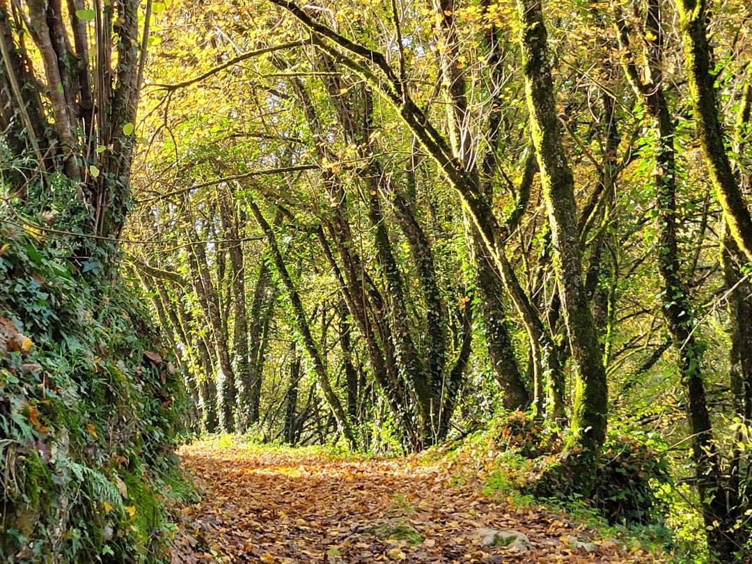 Waldweg auf Festungsmauer bei Lanquais