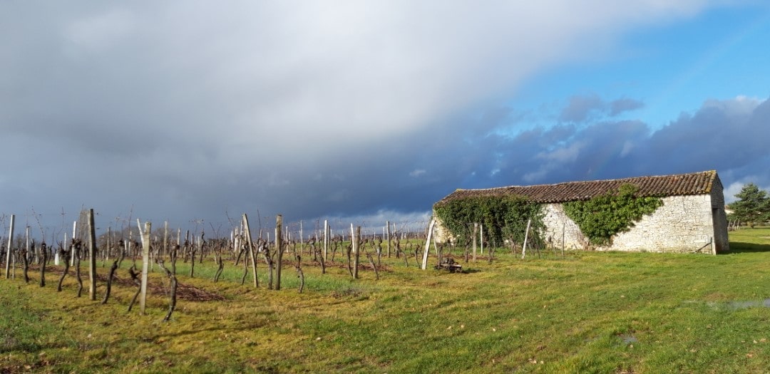 wanderung-gageac-et-rouillac-1 weinfelder-gageac-et-rouillac