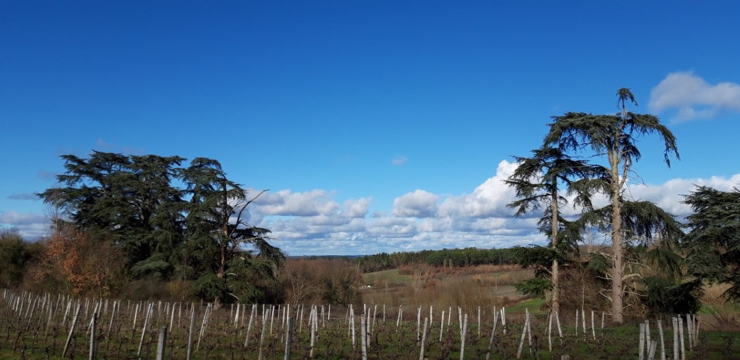 wanderung-gageac-et-rouillac-2 Zedern-Gageac-et-Rouillac