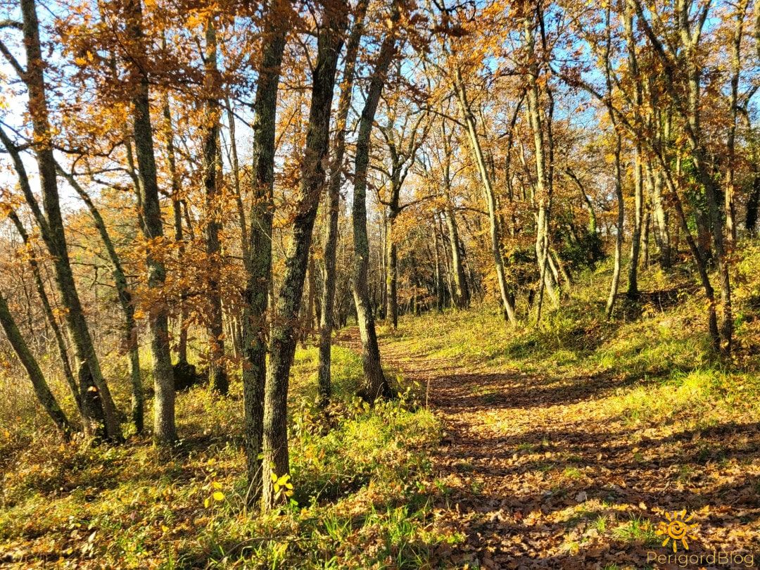 wanderung-gageac-et-rouillac4 waldweg-richtung-saussignac