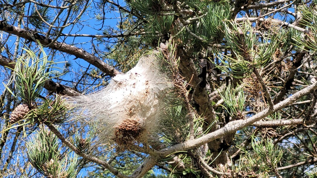 Nest Prozessionsspinner