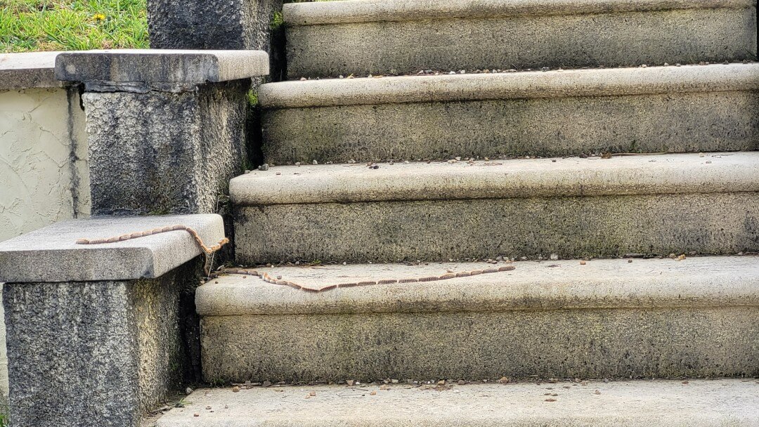 Prozessionsspinner auf der Treppe