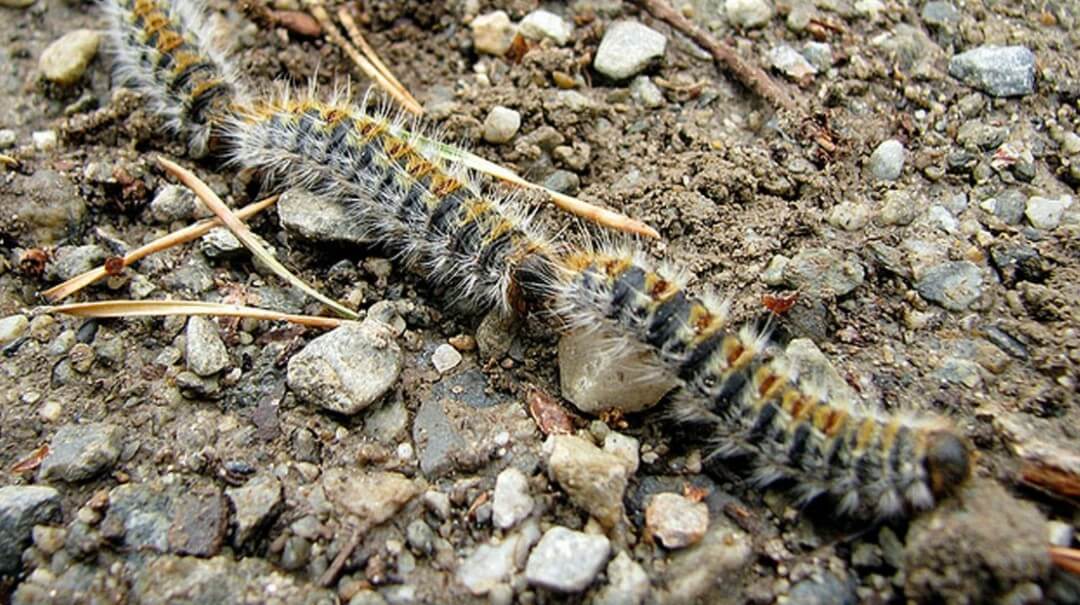 Pinien-Prozessionsspinner